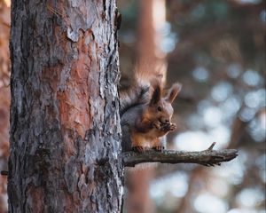 Preview wallpaper squirrel, animal, tree, branch, brown