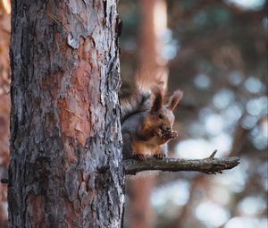 Preview wallpaper squirrel, animal, tree, branch, brown