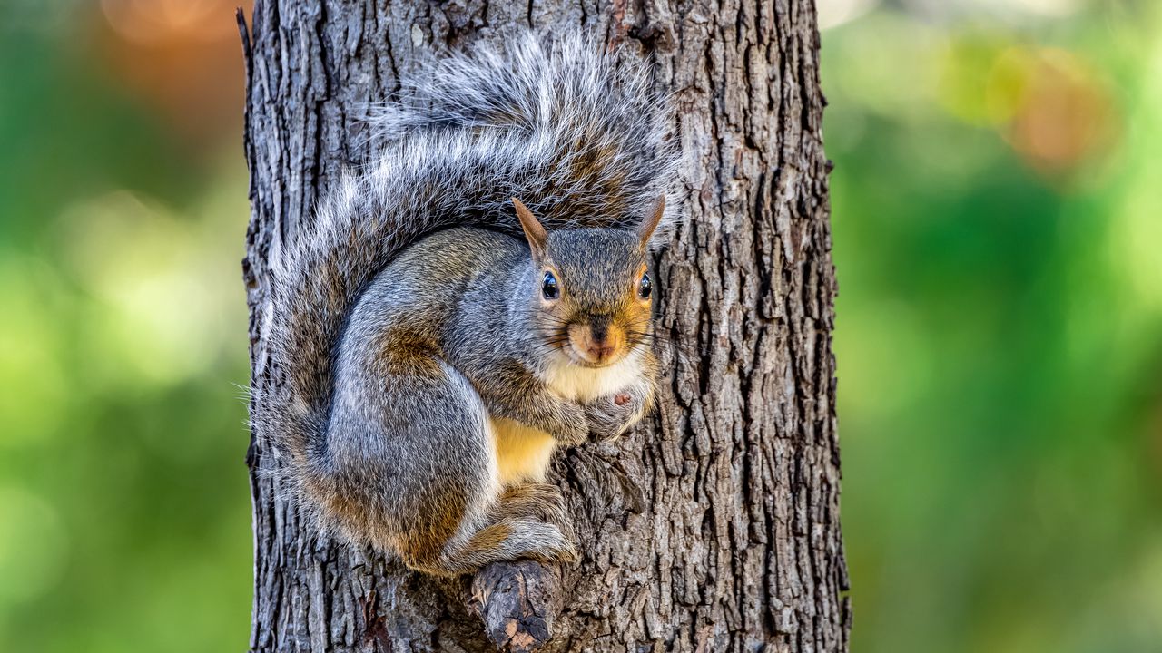 Wallpaper squirrel, animal, tree, forest