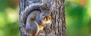 Preview wallpaper squirrel, animal, tree, forest