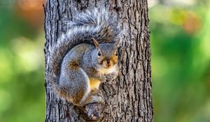 Preview wallpaper squirrel, animal, tree, forest