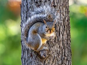 Preview wallpaper squirrel, animal, tree, forest