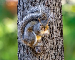 Preview wallpaper squirrel, animal, tree, forest