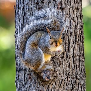 Preview wallpaper squirrel, animal, tree, forest