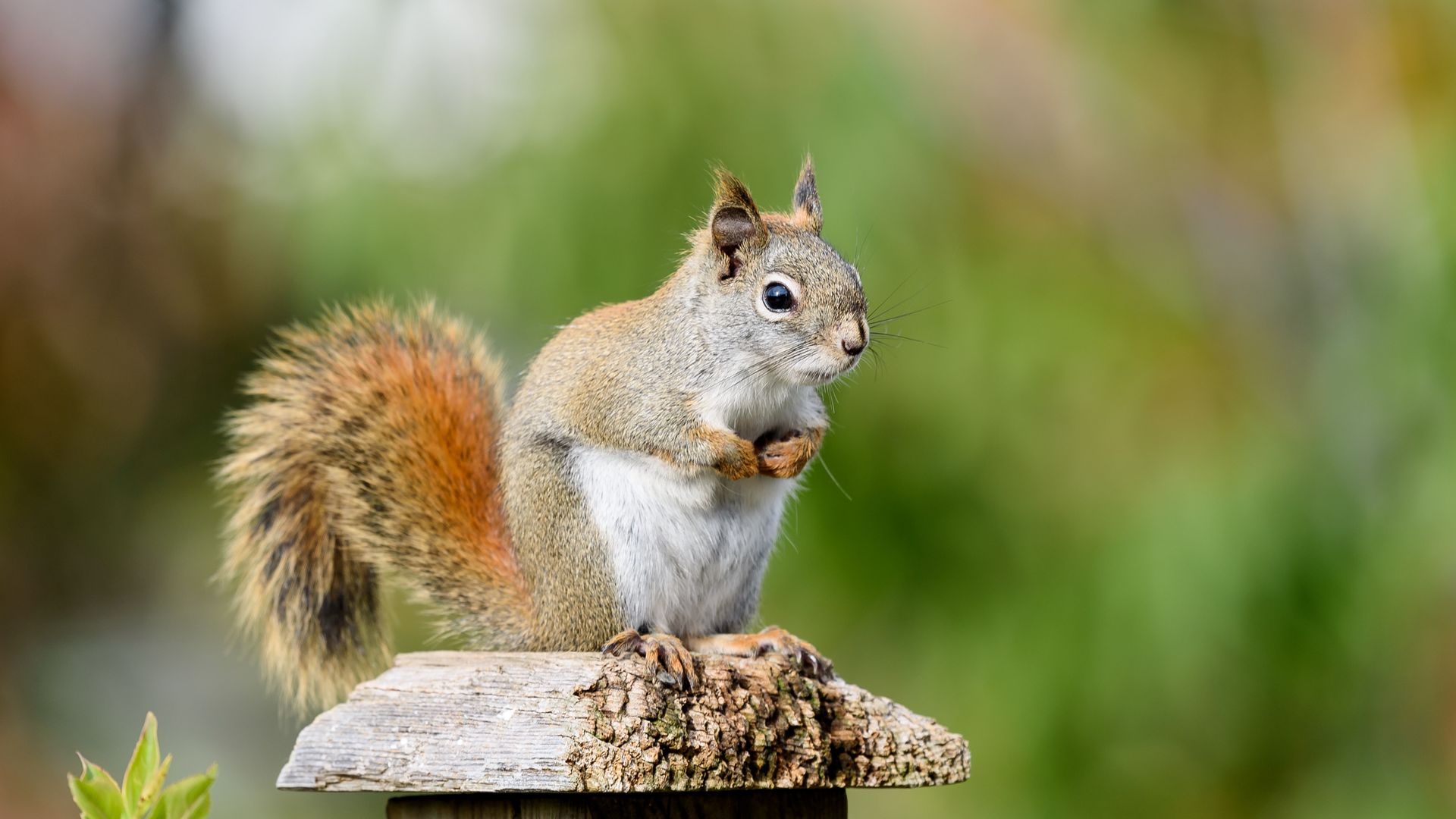 Download wallpaper 1920x1080 squirrel, animal, watching, cute full hd ...