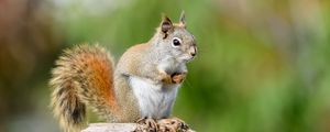 Preview wallpaper squirrel, animal, watching, cute