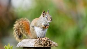 Preview wallpaper squirrel, animal, watching, cute