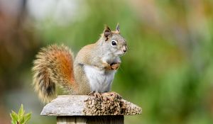 Preview wallpaper squirrel, animal, watching, cute