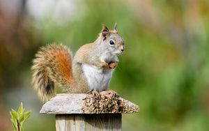 Preview wallpaper squirrel, animal, watching, cute