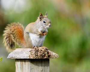 Preview wallpaper squirrel, animal, watching, cute