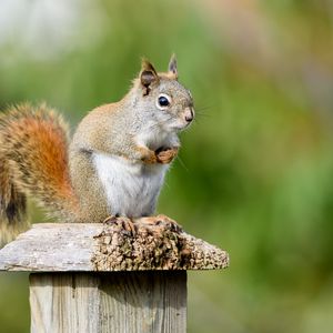 Preview wallpaper squirrel, animal, watching, cute