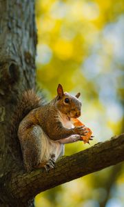 Preview wallpaper squirrel, animal, wildlife, tree, branch