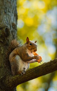 Preview wallpaper squirrel, animal, wildlife, tree, branch