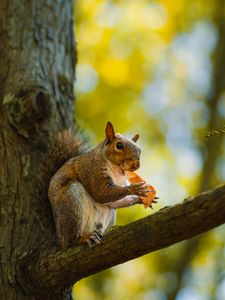 Preview wallpaper squirrel, animal, wildlife, tree, branch
