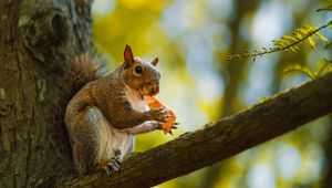 Preview wallpaper squirrel, animal, wildlife, tree, branch