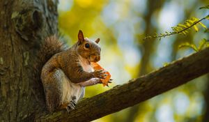 Preview wallpaper squirrel, animal, wildlife, tree, branch