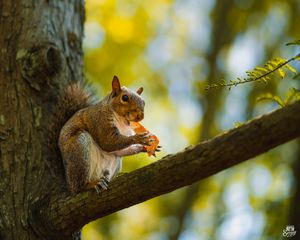 Preview wallpaper squirrel, animal, wildlife, tree, branch