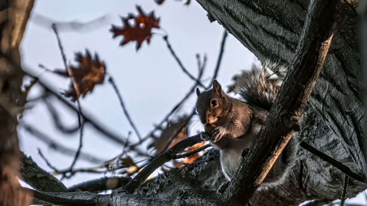 Wallpaper squirrel, animal, wildlife, tree, branches