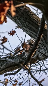 Preview wallpaper squirrel, animal, wildlife, tree, branches