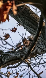 Preview wallpaper squirrel, animal, wildlife, tree, branches