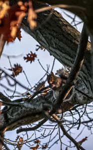 Preview wallpaper squirrel, animal, wildlife, tree, branches