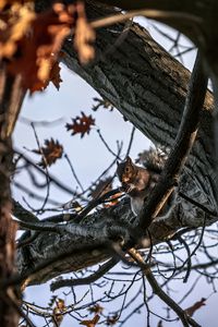 Preview wallpaper squirrel, animal, wildlife, tree, branches