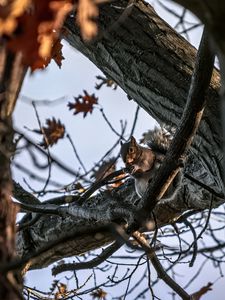 Preview wallpaper squirrel, animal, wildlife, tree, branches