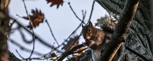 Preview wallpaper squirrel, animal, wildlife, tree, branches