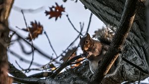 Preview wallpaper squirrel, animal, wildlife, tree, branches