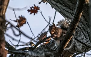 Preview wallpaper squirrel, animal, wildlife, tree, branches