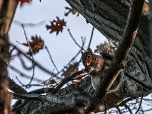 Preview wallpaper squirrel, animal, wildlife, tree, branches