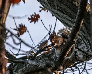 Preview wallpaper squirrel, animal, wildlife, tree, branches