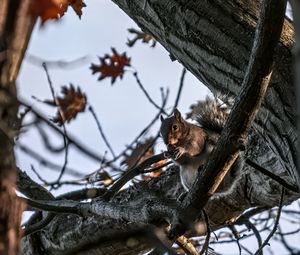 Preview wallpaper squirrel, animal, wildlife, tree, branches