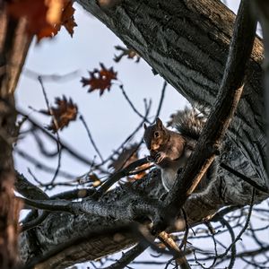 Preview wallpaper squirrel, animal, wildlife, tree, branches