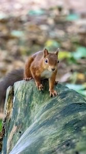 Preview wallpaper squirrel, animal, wildlife, log, blur