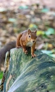 Preview wallpaper squirrel, animal, wildlife, log, blur