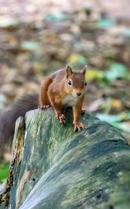 Preview wallpaper squirrel, animal, wildlife, log, blur