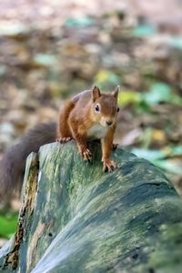 Preview wallpaper squirrel, animal, wildlife, log, blur