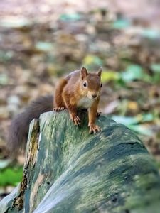 Preview wallpaper squirrel, animal, wildlife, log, blur