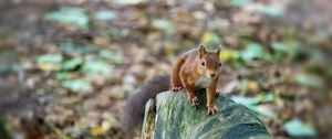 Preview wallpaper squirrel, animal, wildlife, log, blur