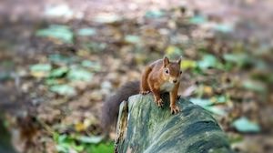 Preview wallpaper squirrel, animal, wildlife, log, blur