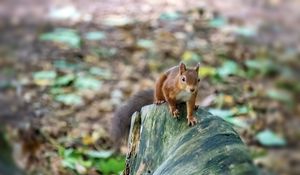 Preview wallpaper squirrel, animal, wildlife, log, blur
