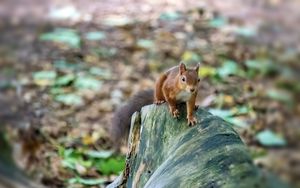 Preview wallpaper squirrel, animal, wildlife, log, blur