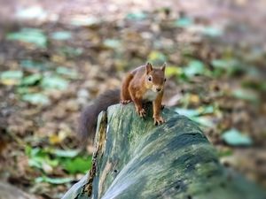 Preview wallpaper squirrel, animal, wildlife, log, blur