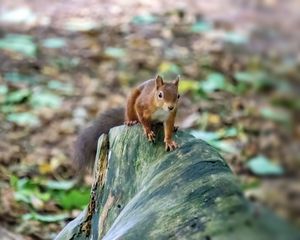 Preview wallpaper squirrel, animal, wildlife, log, blur