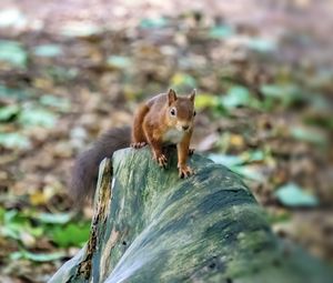 Preview wallpaper squirrel, animal, wildlife, log, blur