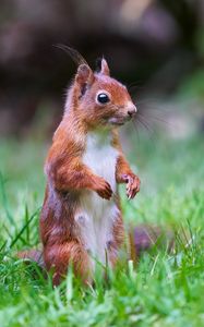 Preview wallpaper squirrel, animal, wildlife