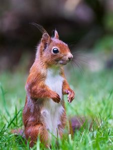 Preview wallpaper squirrel, animal, wildlife