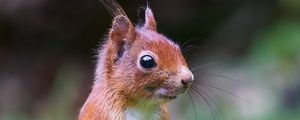Preview wallpaper squirrel, animal, wildlife