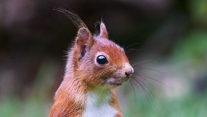 Preview wallpaper squirrel, animal, wildlife